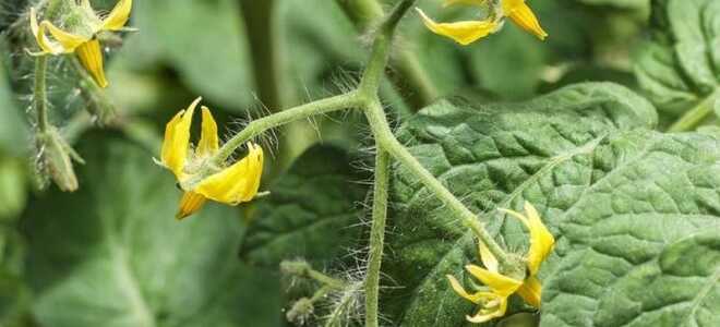 Подкормка томатов во время цветения: эффективные методы для обильного урожая